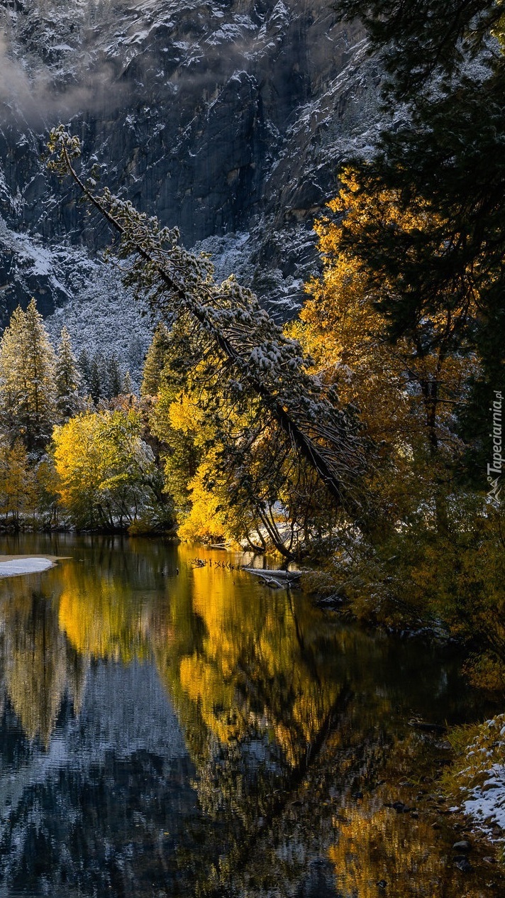 Jesienne drzewa nad rzeką Merced River