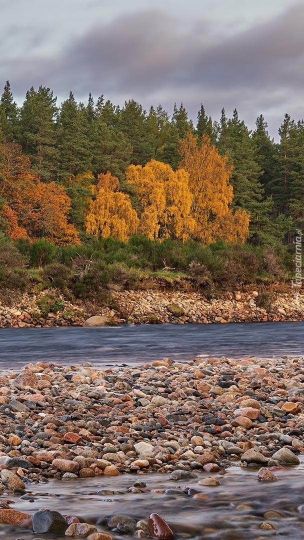 Jesienne drzewa nad rzeką River Dee