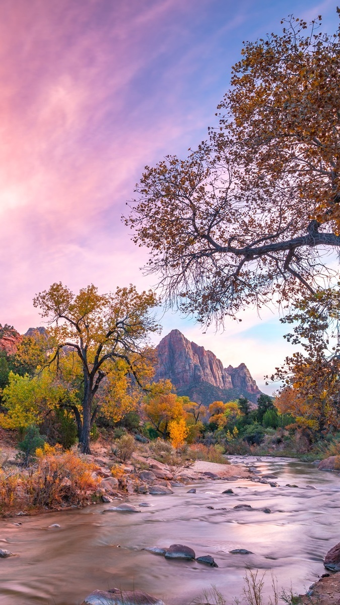 Jesienne drzewa nad rzeką Virgin River