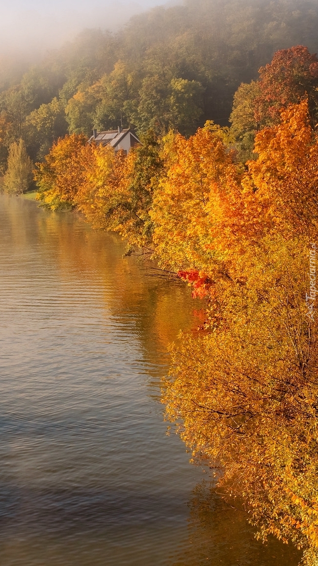 Jesienne drzewa nad rzeką w porannej mgle