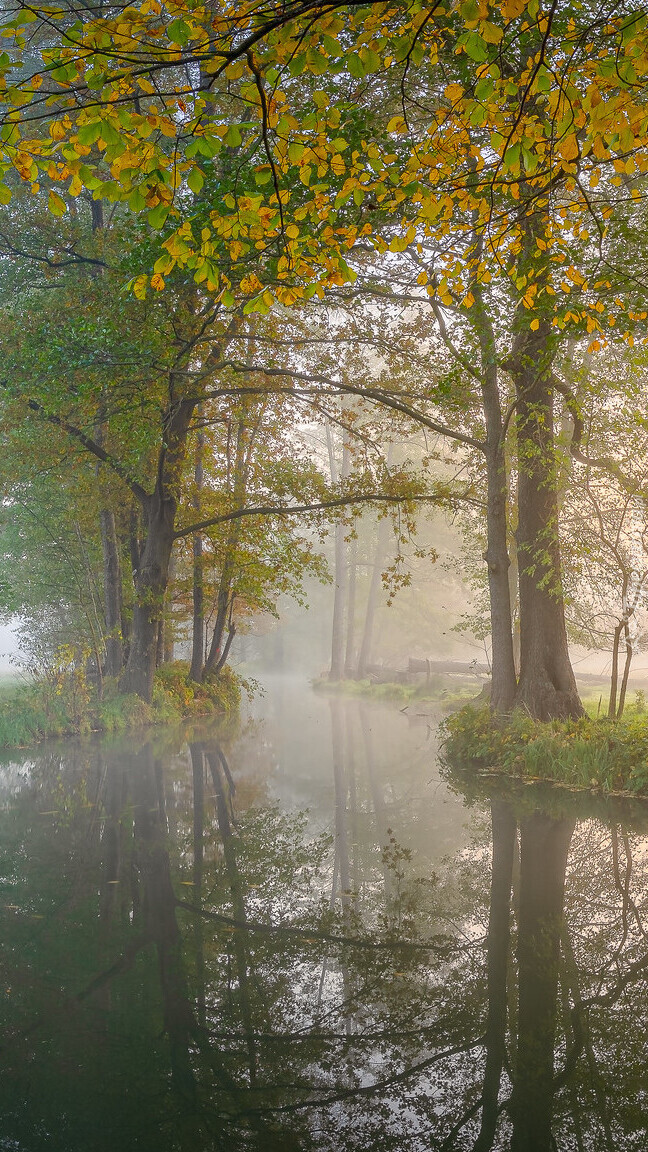 Jesienne drzewa nad zamgloną rzeką