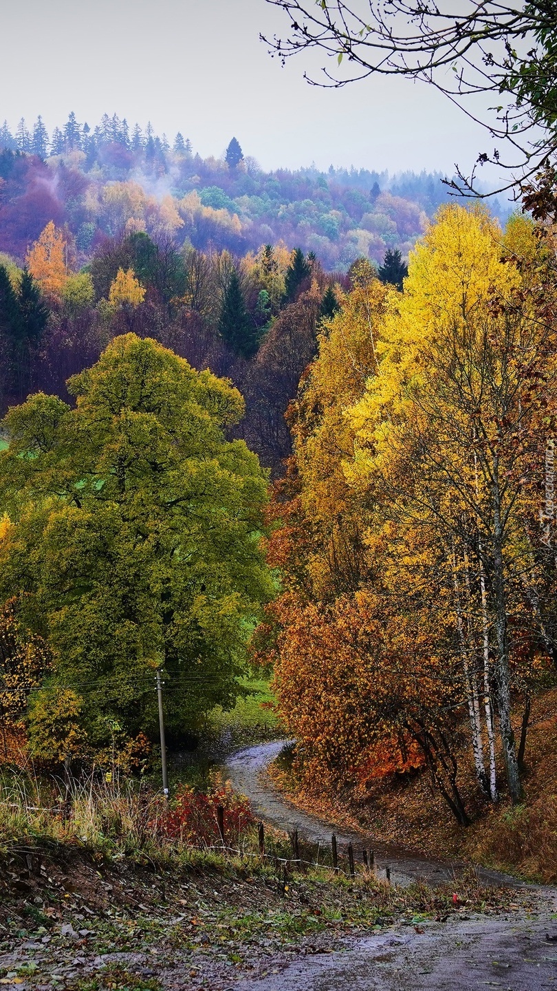 Jesienne drzewa przy drodze na wzgórzu