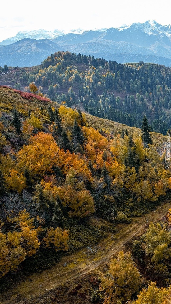 Jesienne drzewa przy drodze w górach