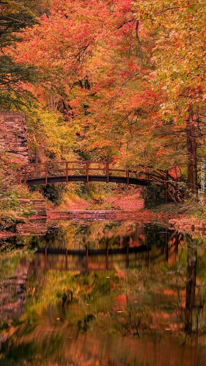 Jesienne drzewa przy moście w Stan Hywet Hall and Gardens