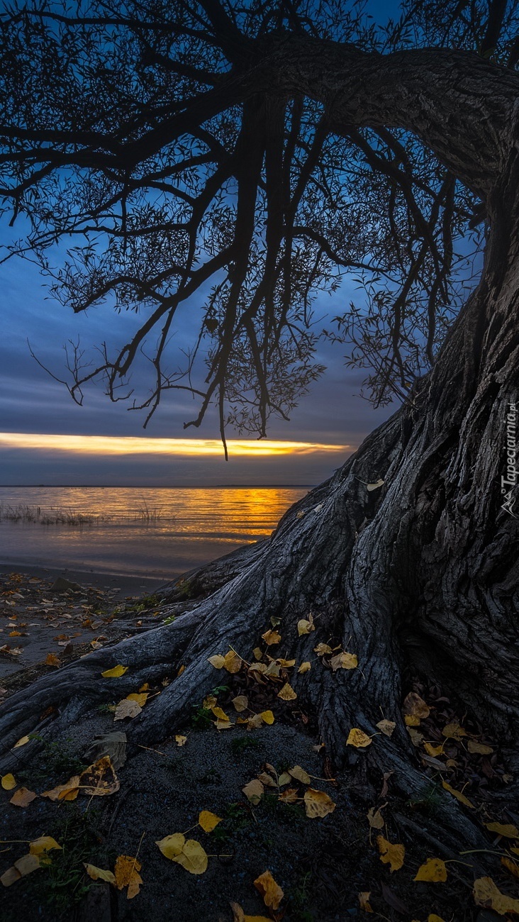 Jesienne drzewo na brzegu jeziora