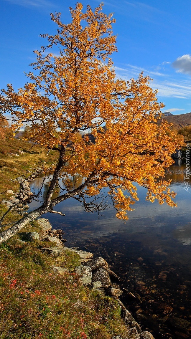 Jesienne drzewo nad jeziorem