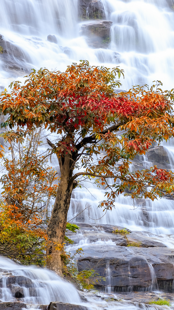 Jesienne drzewo przy wodospadzie Mae Ya Waterfall w Tajlandii