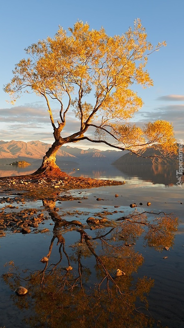 Jesienne drzewo w jeziorze Wanaka