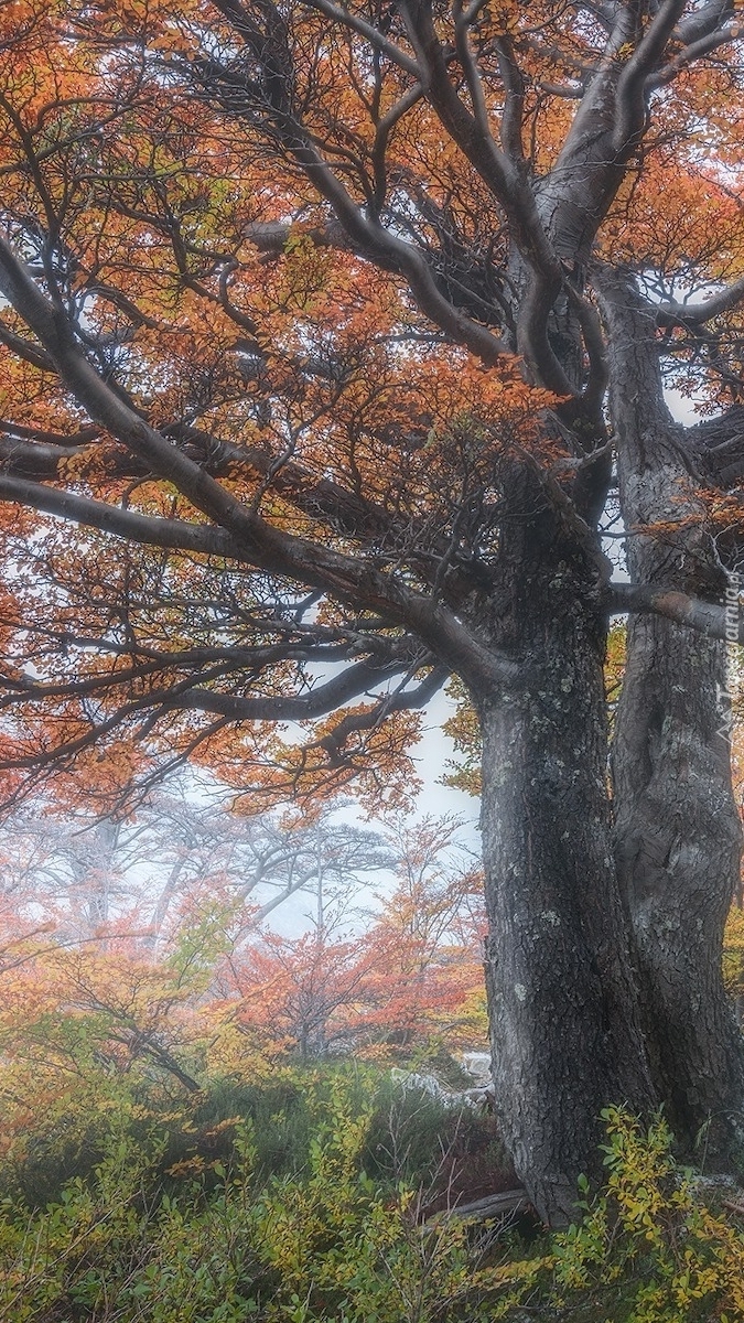 Jesienne drzewo we mgle