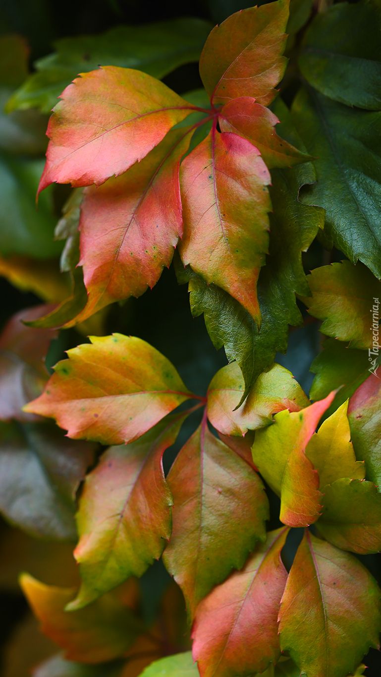 Jesienne kolorowe liście