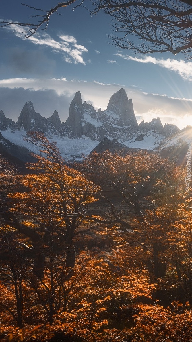 Jesienne krzewy i szczyt Fitz Roy w promieniach słońca