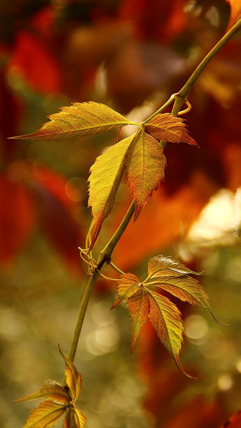 Jesienne liście dzikiego wina