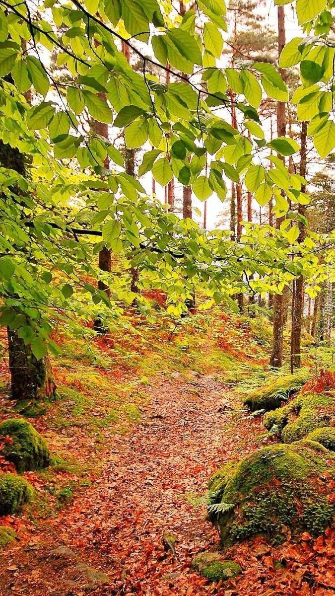 Jesienne liście na leśnej ścieżce