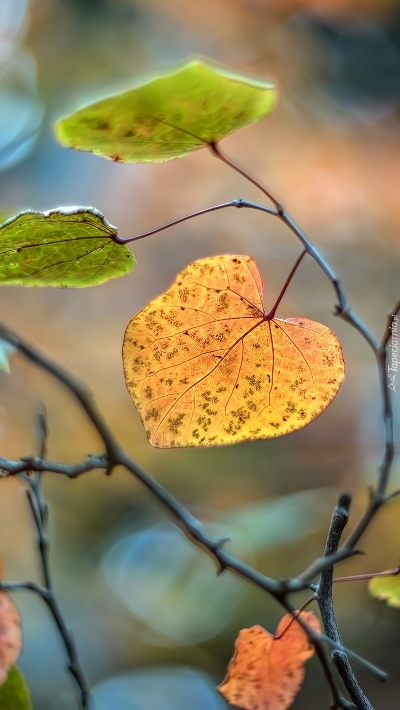 Jesienne liście w bokeh