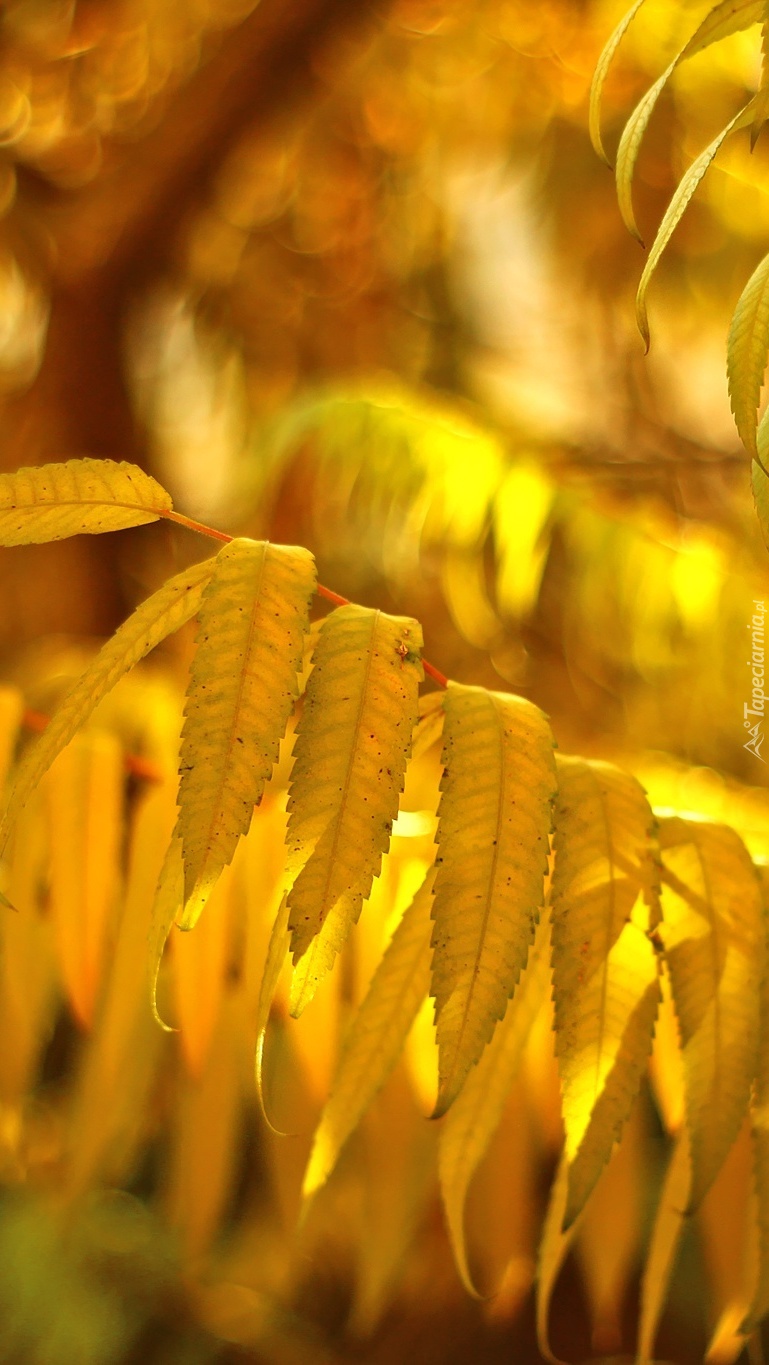 Jesienne żółte liście