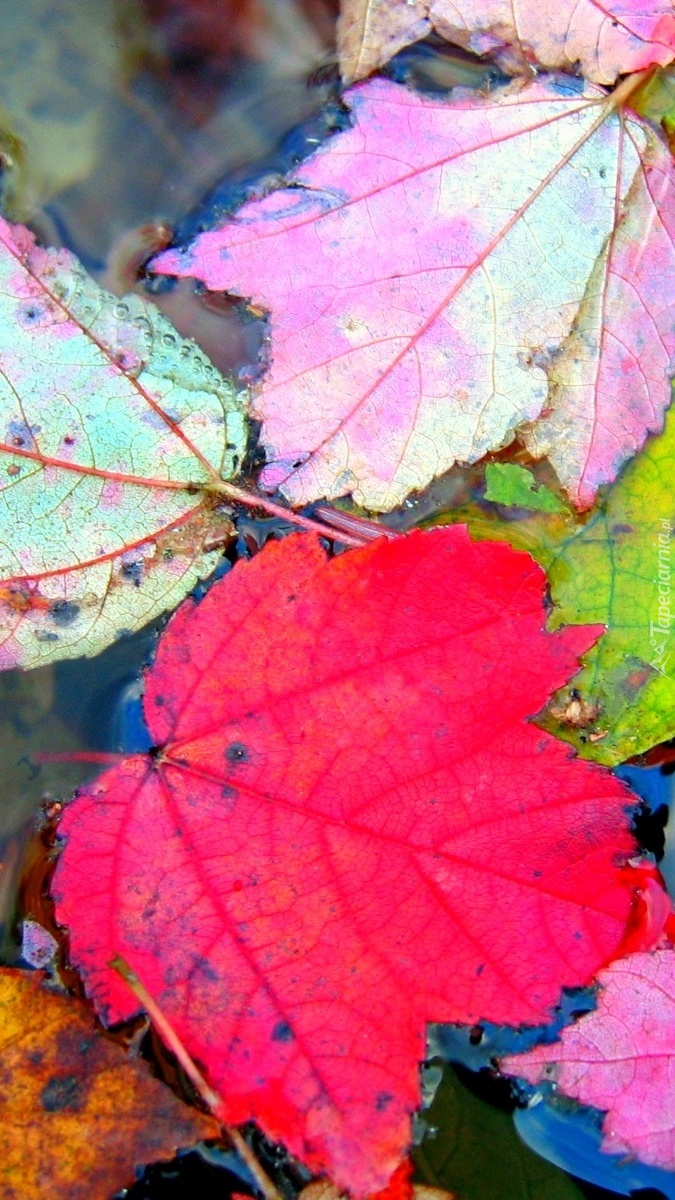 Jesiennie i liściasto