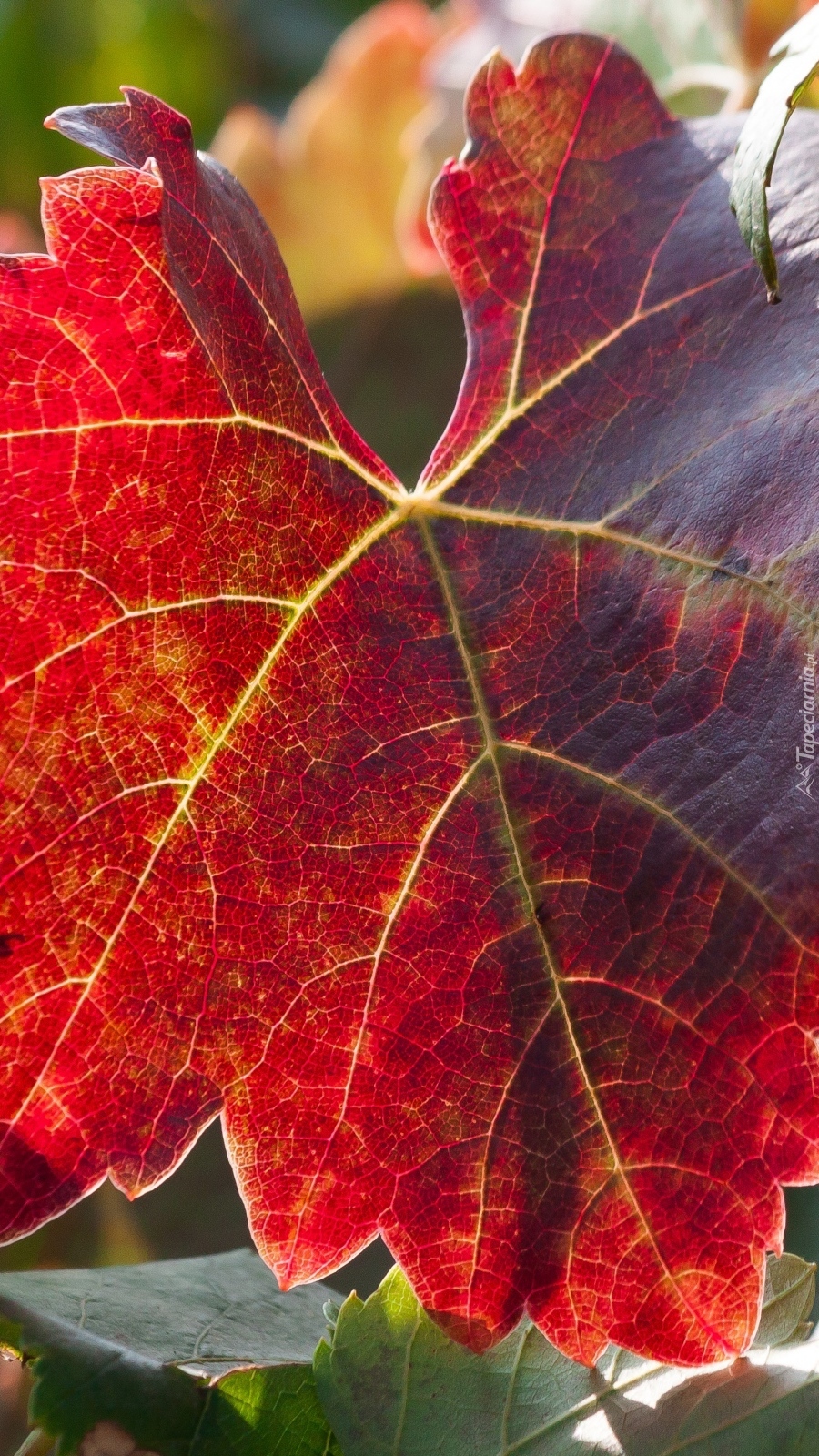 Jesienny czerwony liść