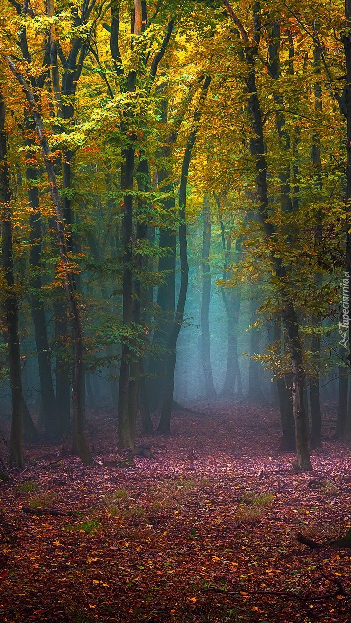 Jesienny dywan w lesie