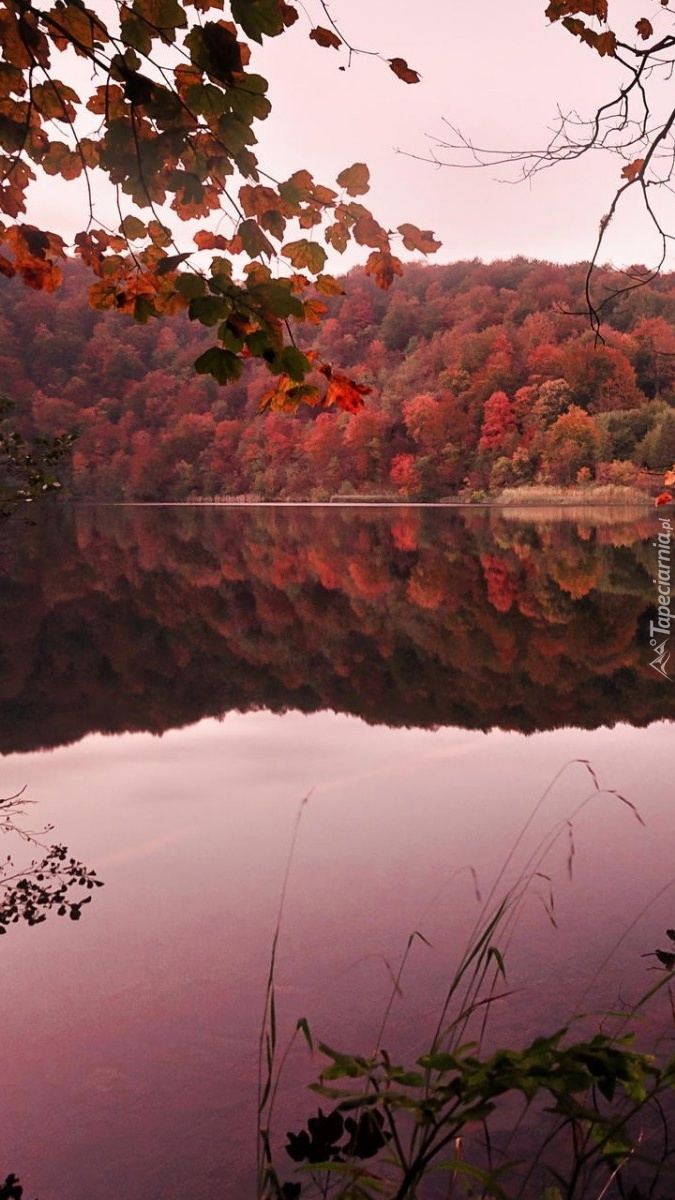 Jesienny las i jezioro