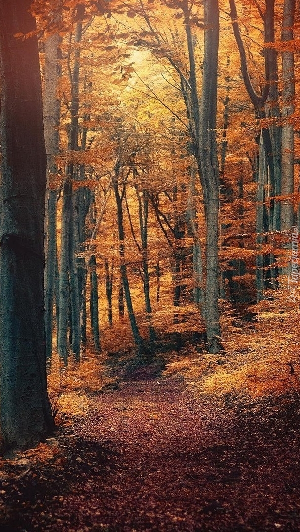 Jesienny las i kręta ścieżka pośród drzew