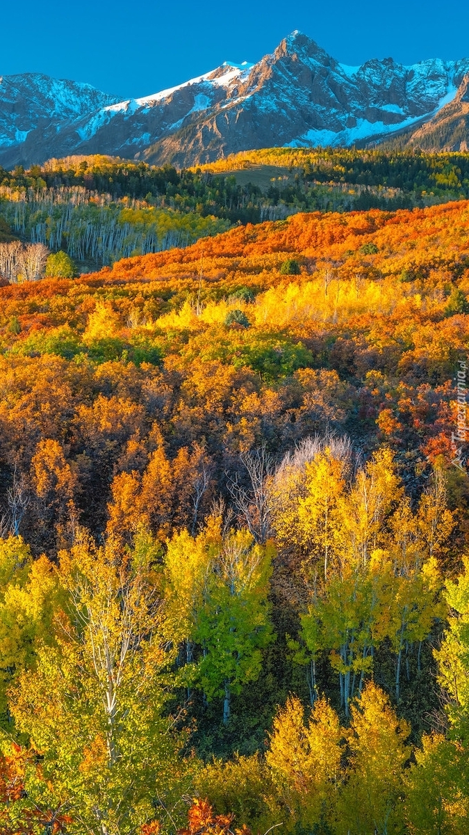 Jesienny las na tle gór San Juan Mountains