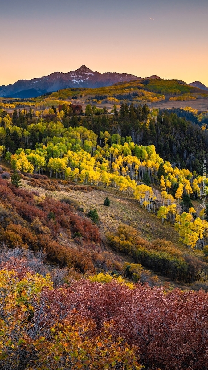 Jesienny las na tle góry Wilson Peak