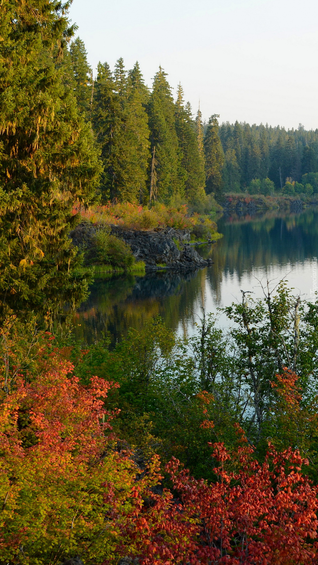Jesienny las nad jeziorem