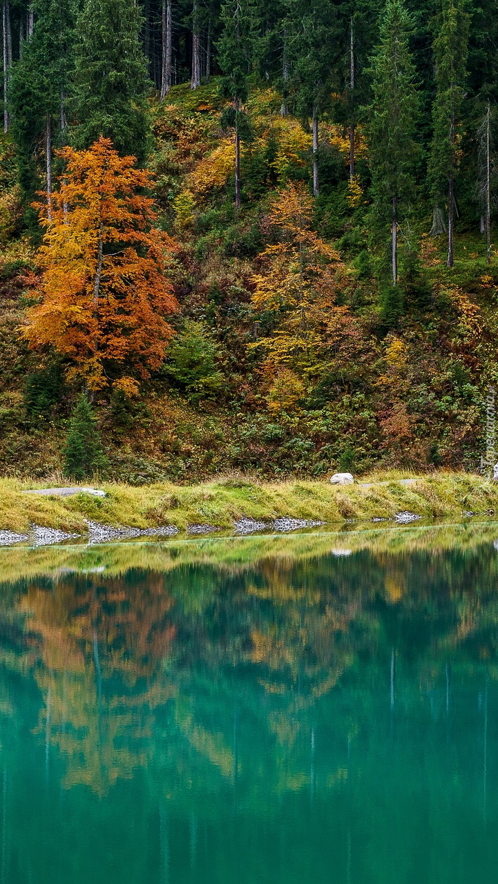 Jesienny las nad jeziorem Herzsee w Austrii