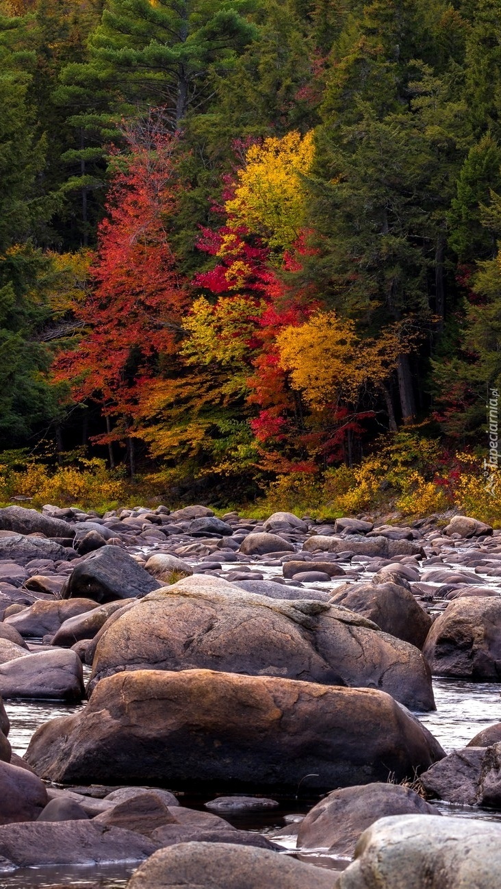 Jesienny las nad kamienistą rzeką
