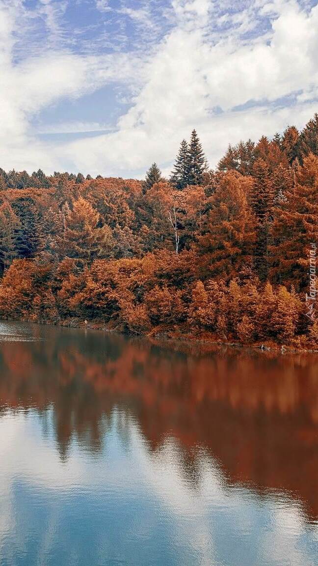 Jesienny las nad rzeką