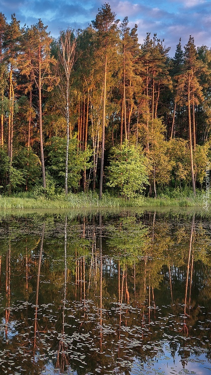 Jesienny las nad rzeką