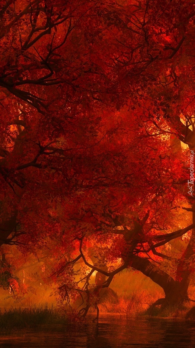 Jesienny las o zmierzchu