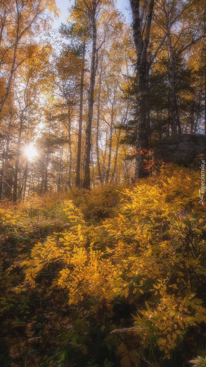 Jesienny las w promykach słońca