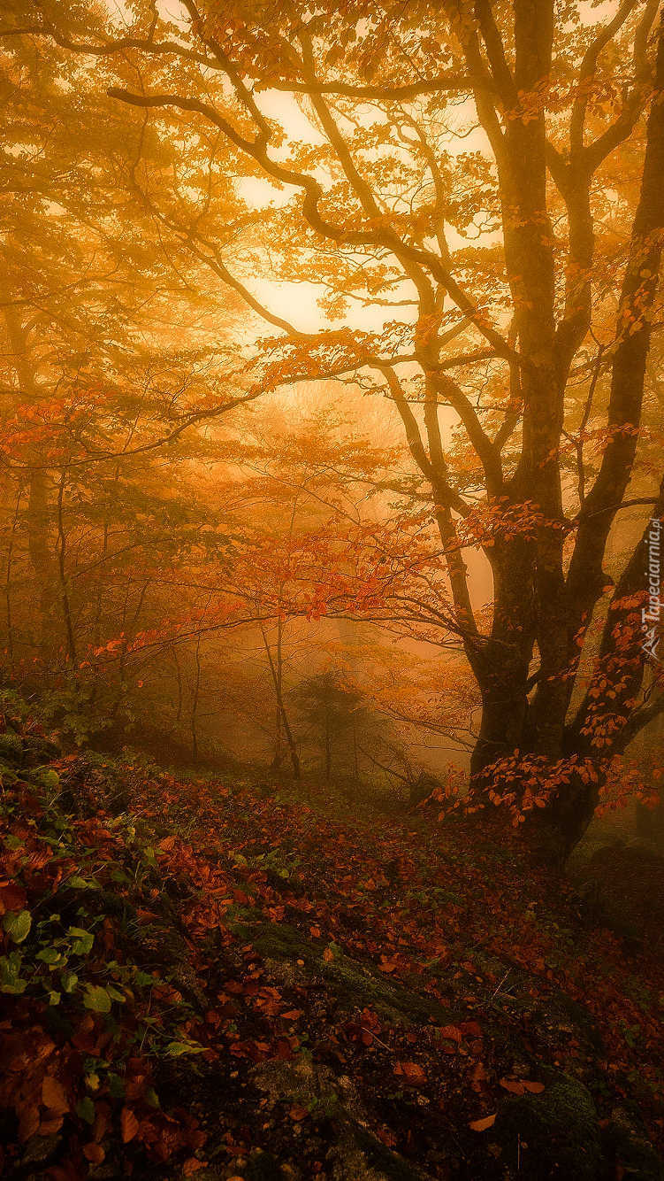 Jesienny las we mgle