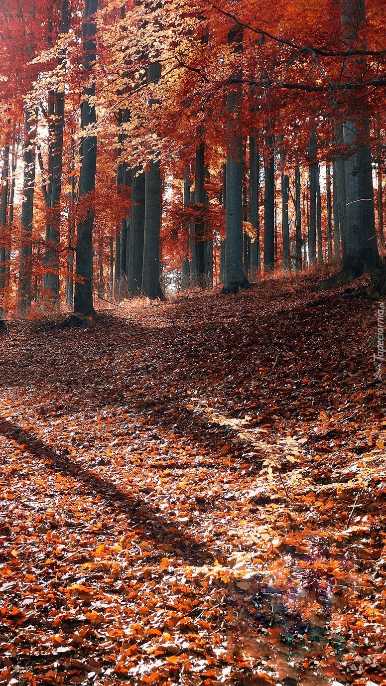 Jesienny las wysłany kolorowymi liśćmi