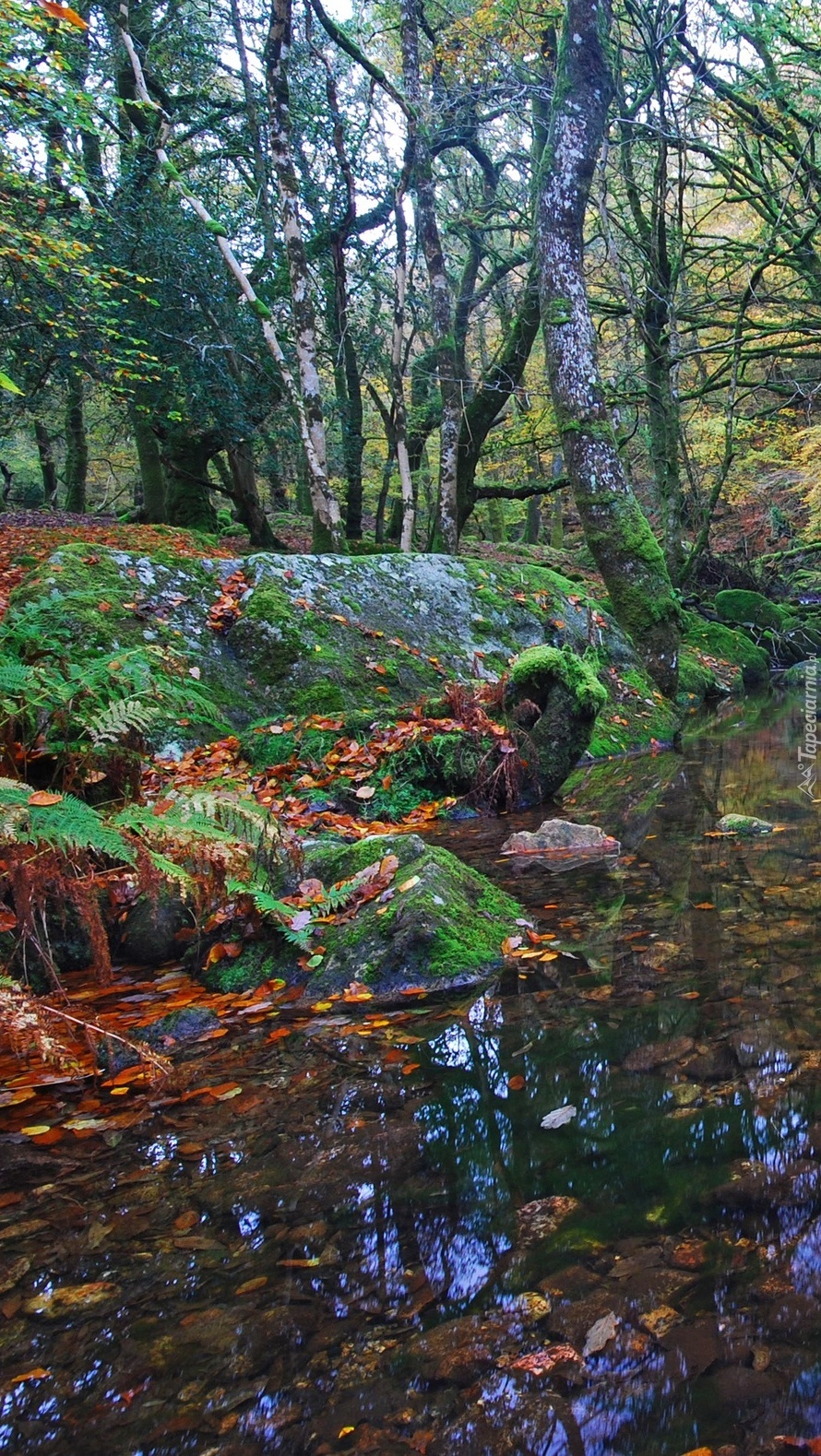 Jesienny las z liśćmi nad kamienistym potokiem