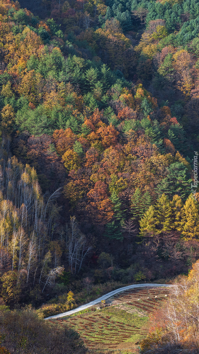 Jesienny las z lotu ptaka