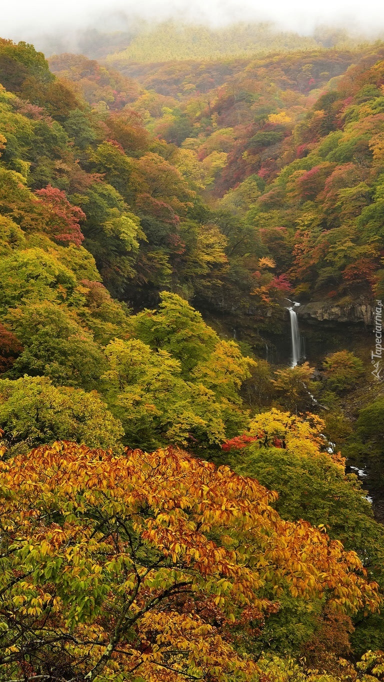 Jesienny las z wodospadem