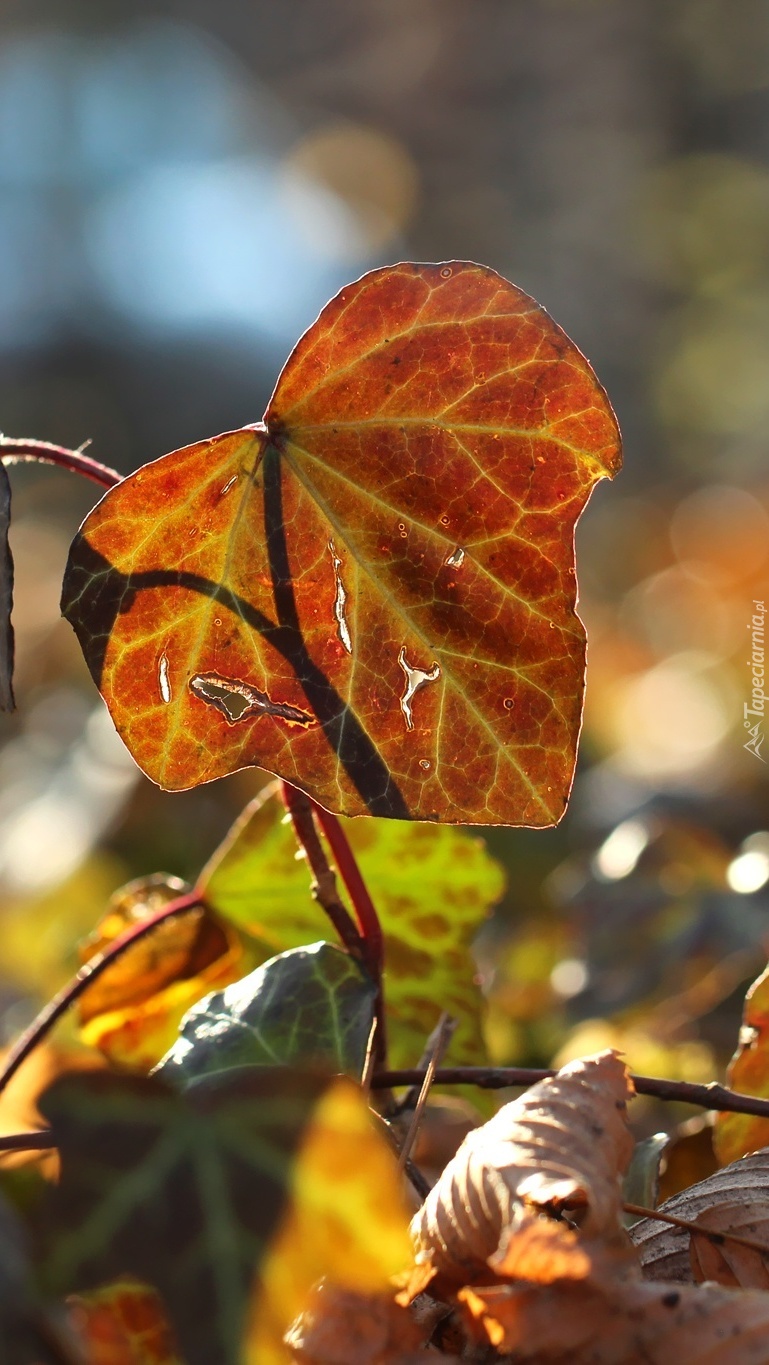 Jesienny liść bluszczu