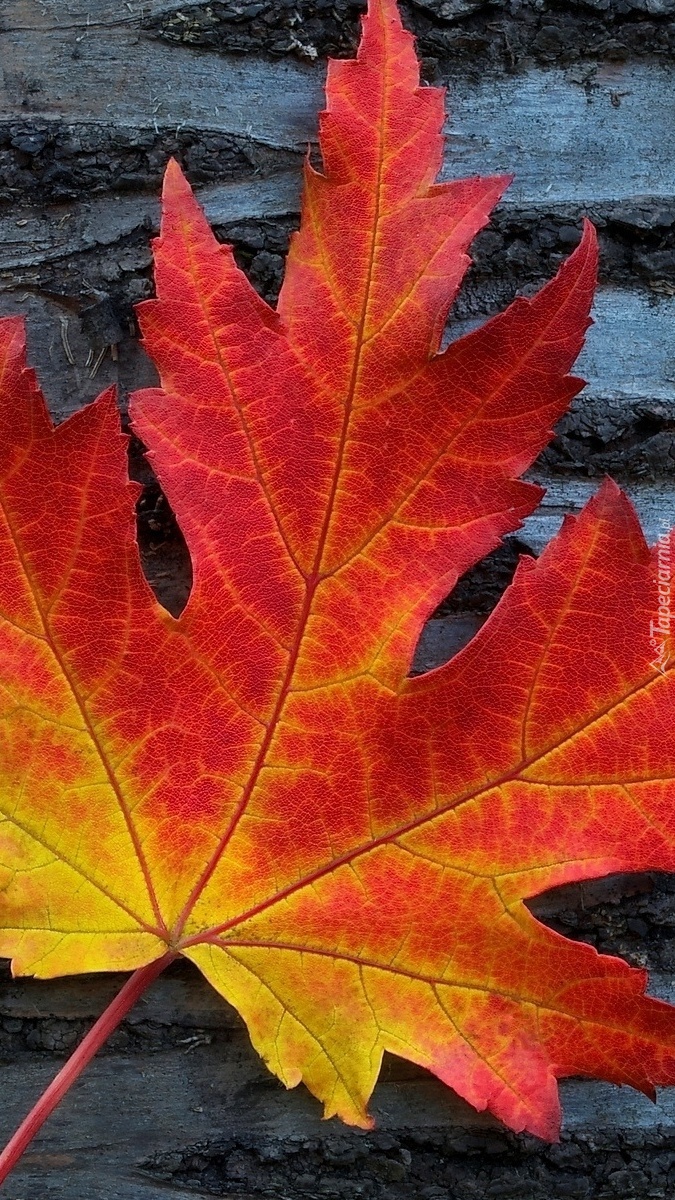 Jesienny liść klonu