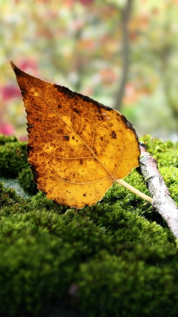Jesienny liść na mchu