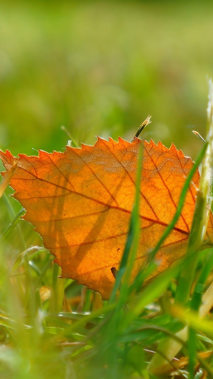 Jesienny liść na trawie