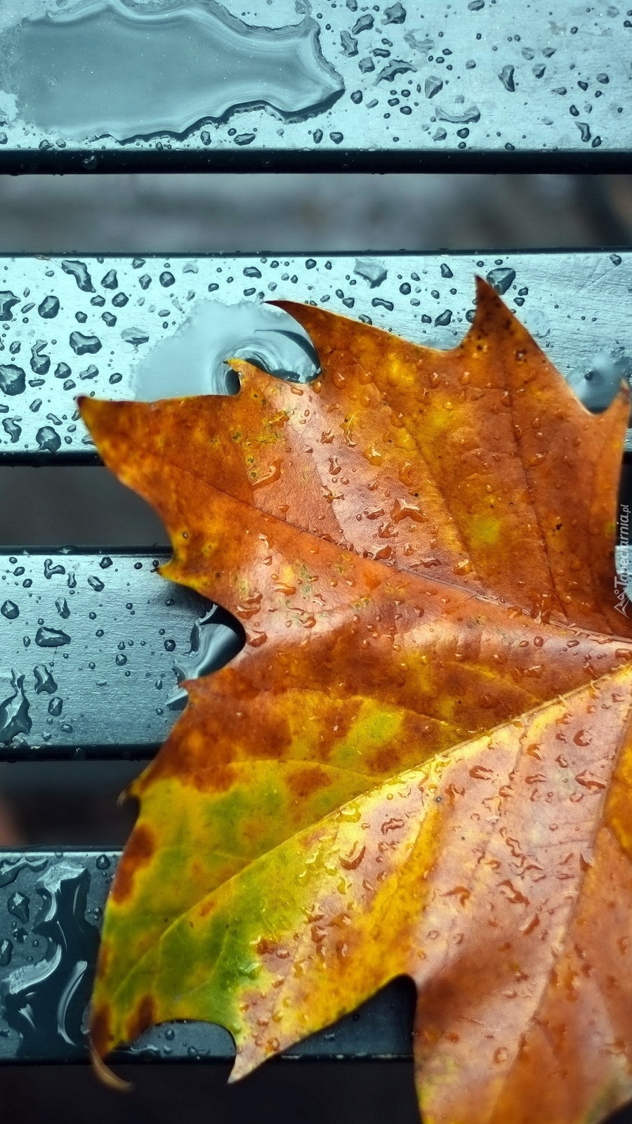 Jesienny liść w deszczu