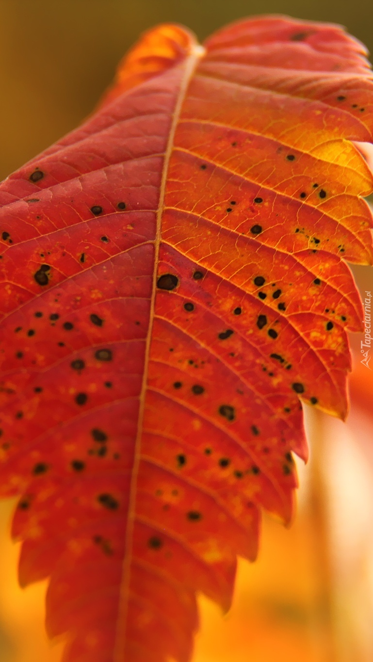 Jesienny liść w kropki