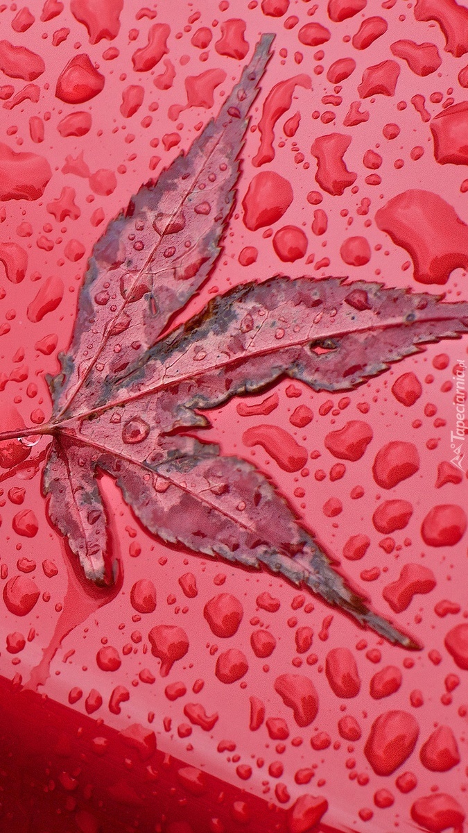 Jesienny liść w kroplach deszczu