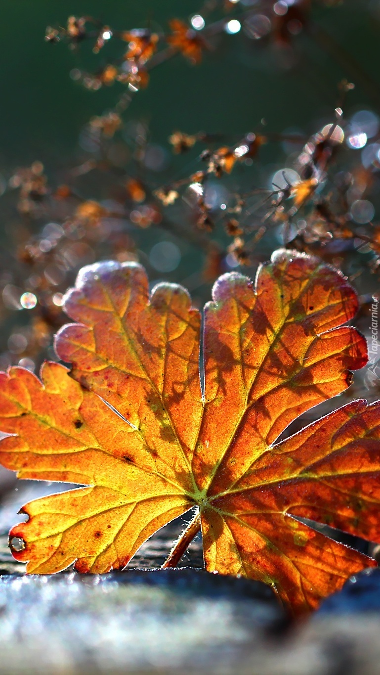 Jesienny liść w słońcu