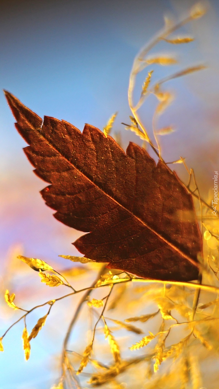 Jesienny liść wśród złotych traw