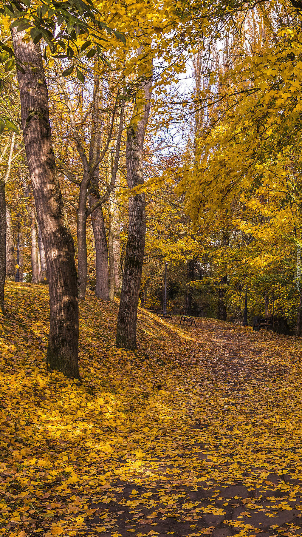 Jesienny park