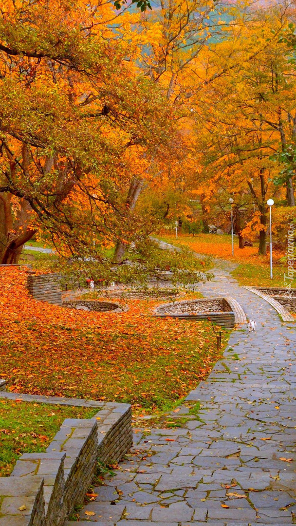 Jesienny park