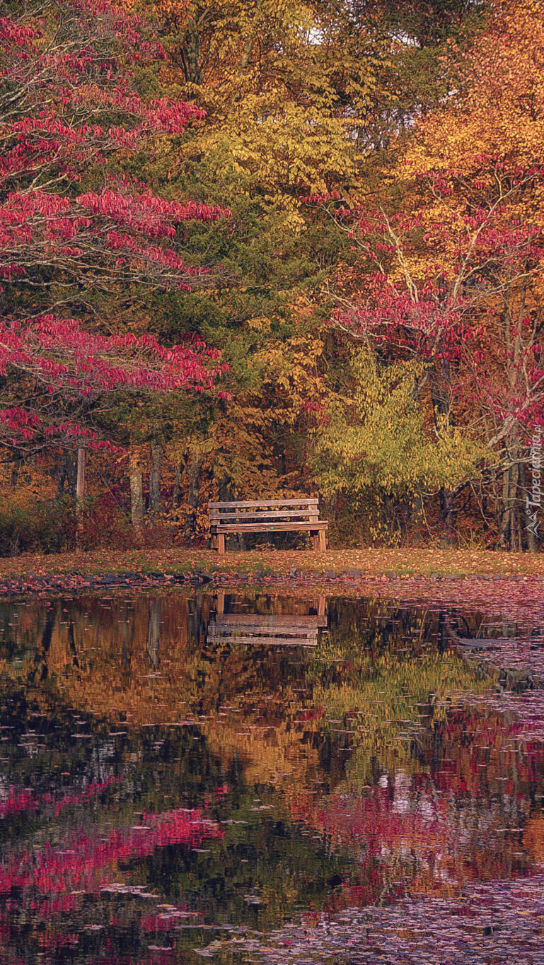 Jesienny park z ławką przy stawie